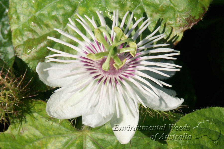 پاسیفلورا فوتیدا - معرفی درختان میوه